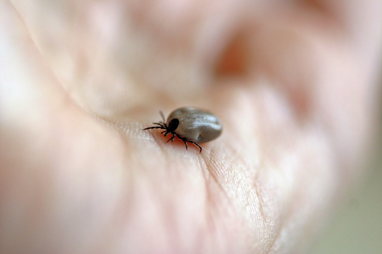 La maladie de lyme